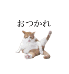 荒井さんちのねこたち（個別スタンプ：3）