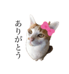 荒井さんちのねこたち（個別スタンプ：5）
