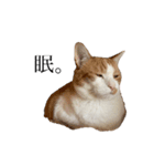 荒井さんちのねこたち（個別スタンプ：8）