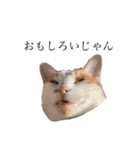 荒井さんちのねこたち（個別スタンプ：10）