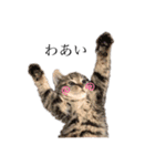 荒井さんちのねこたち（個別スタンプ：12）
