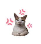 荒井さんちのねこたち（個別スタンプ：13）