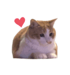 荒井さんちのねこたち（個別スタンプ：14）
