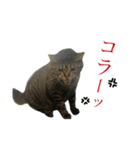 キジトラちび（個別スタンプ：5）