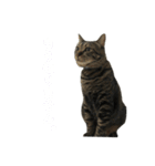 キジトラちび（個別スタンプ：6）