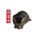 キジトラちび（個別スタンプ：7）