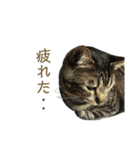 キジトラちび（個別スタンプ：10）