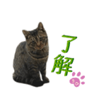 キジトラちび（個別スタンプ：11）