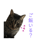 キジトラちび（個別スタンプ：13）