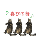 キジトラちび（個別スタンプ：14）
