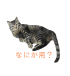 キジトラちび（個別スタンプ：16）