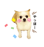 チワパピローズさんver.4（個別スタンプ：2）