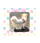 チワパピローズさんver.4（個別スタンプ：4）