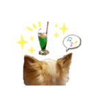 チワパピローズさんver.4（個別スタンプ：7）