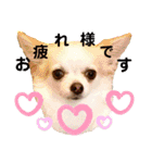 チワパピローズさんver.4（個別スタンプ：8）