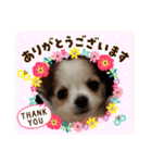 チワパピローズさんver.4（個別スタンプ：10）