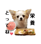 チワパピローズさんver.4（個別スタンプ：11）