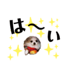 チワパピローズさんver.4（個別スタンプ：15）
