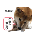 豆柴めいの日常スタンプ（個別スタンプ：6）