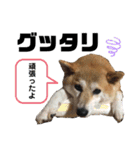 豆柴めいの日常スタンプ（個別スタンプ：24）