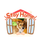 コーギーのCha★Cha.2（個別スタンプ：1）