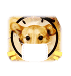 コーギーのCha★Cha.2（個別スタンプ：3）