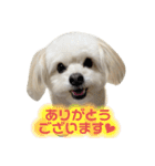 チワプーのレオのスタンプ（個別スタンプ：1）