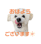 チワプーのレオのスタンプ（個別スタンプ：2）