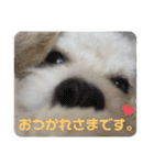 チワプーのレオのスタンプ（個別スタンプ：7）