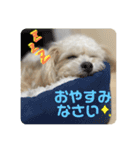 チワプーのレオのスタンプ（個別スタンプ：10）