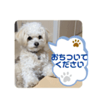 チワプーのレオのスタンプ（個別スタンプ：11）