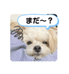 チワプーのレオのスタンプ（個別スタンプ：13）