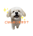 チワプーのレオのスタンプ（個別スタンプ：16）