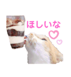 いちスタンプ(たまにヒロ)（個別スタンプ：7）