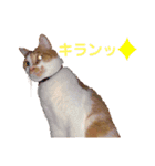 いちスタンプ(たまにヒロ)（個別スタンプ：8）