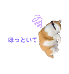 いちスタンプ(たまにヒロ)（個別スタンプ：9）