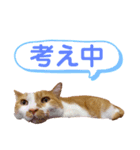 いちスタンプ(たまにヒロ)（個別スタンプ：12）