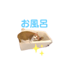 いちスタンプ(たまにヒロ)（個別スタンプ：14）