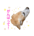 ラブラドール 花音（個別スタンプ：13）