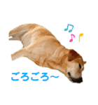 ラブラドール 花音（個別スタンプ：16）