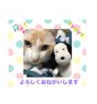 白猫しらす（個別スタンプ：1）
