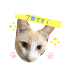 白猫しらす（個別スタンプ：2）