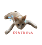 白猫しらす（個別スタンプ：3）