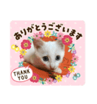 白猫しらす（個別スタンプ：4）