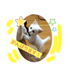 白猫しらす（個別スタンプ：6）