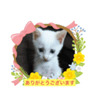 白猫しらす（個別スタンプ：7）