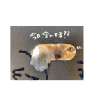 ファミリーペットスタンプ（個別スタンプ：3）