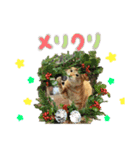ファミリーペットスタンプ（個別スタンプ：4）