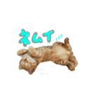 ファミリーペットスタンプ（個別スタンプ：5）