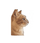 初めまして シュリです（個別スタンプ：5）